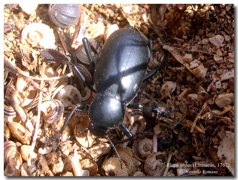 Una Blaps nel forum: Blaps gigas (Col. Tenebrionidae)